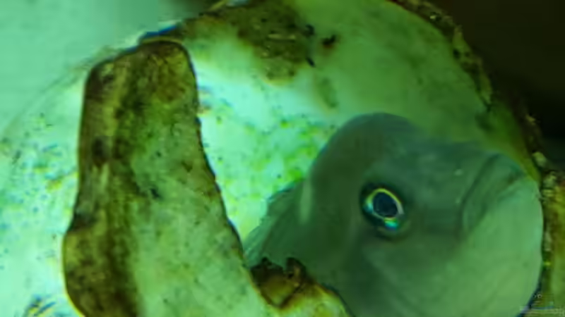 Besatz im Aquarium Becken 31753 von Stabheuschrecke23 (17)