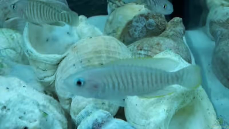 Besatz im Aquarium Becken 31753 von Stabheuschrecke23 (9)