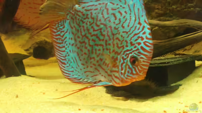 Besatz im Aquarium Becken 31764 von Oliver Boden (100)