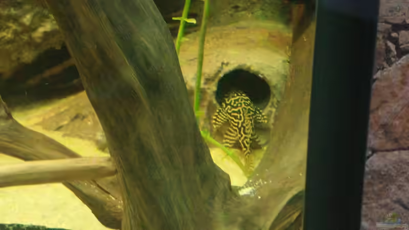 Besatz im Aquarium Becken 31764 von Oliver Boden (101)