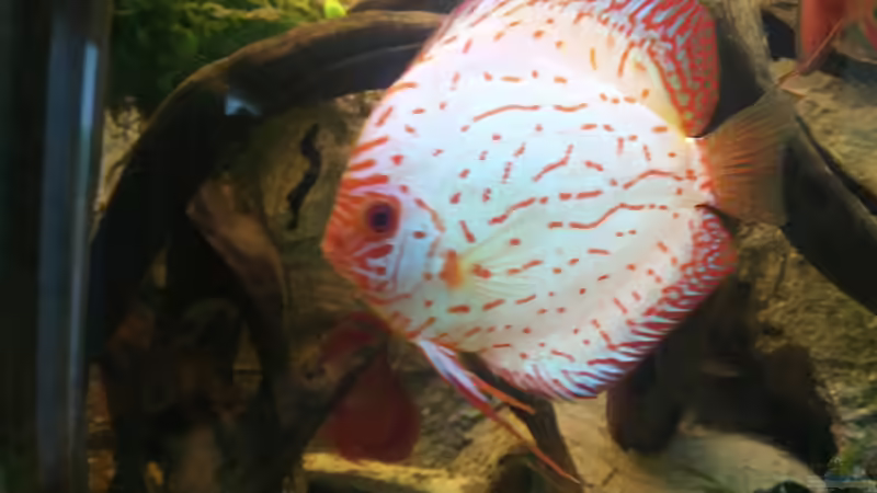 Besatz im Aquarium Becken 31764 von Oliver Boden (103)