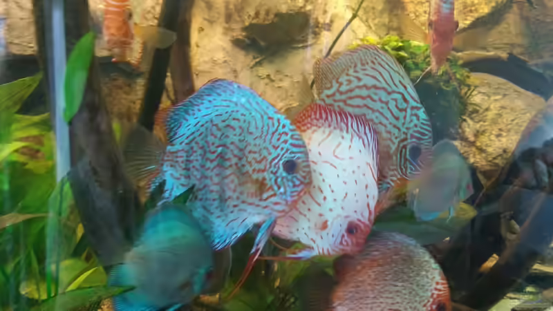 Besatz im Aquarium Becken 31764 von Oliver Boden (104)