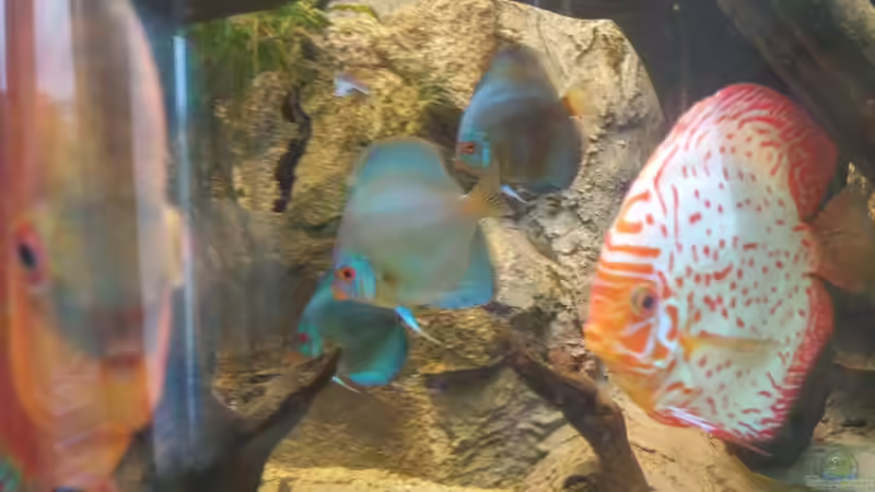 Besatz im Aquarium Becken 31764 von Oliver Boden (105)