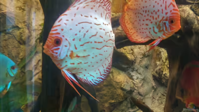 Besatz im Aquarium Becken 31764 von Oliver Boden (106)