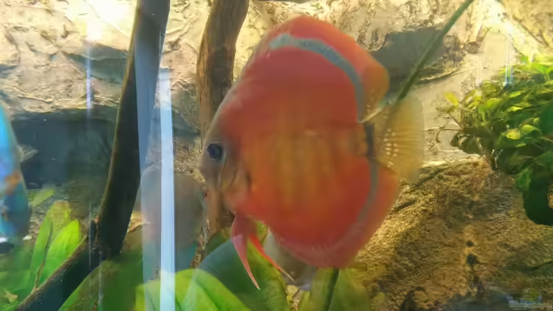 Besatz im Aquarium Becken 31764 von Oliver Boden (108)