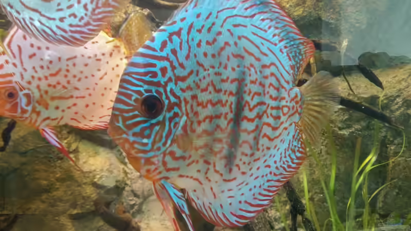 Besatz im Aquarium Becken 31764 von Oliver Boden (109)