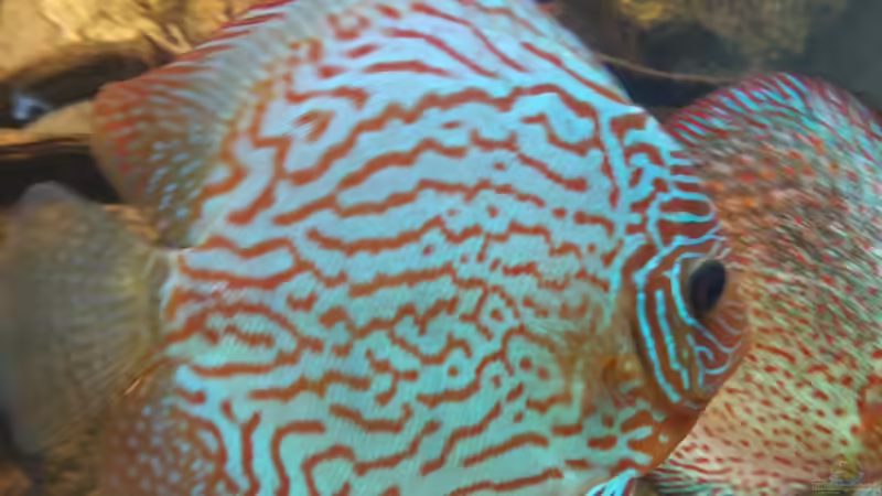 Besatz im Aquarium Becken 31764 von Oliver Boden (110)