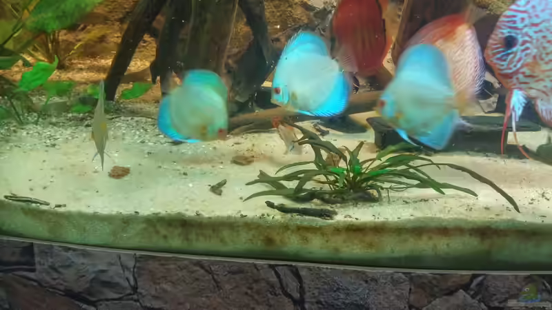 Besatz im Aquarium Becken 31764 von Oliver Boden (111)