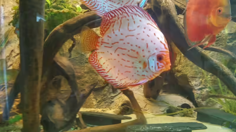 Besatz im Aquarium Becken 31764 von Oliver Boden (112)