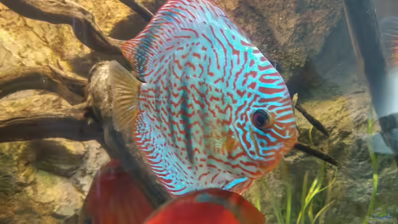 Besatz im Aquarium Becken 31764 von Oliver Boden (113)