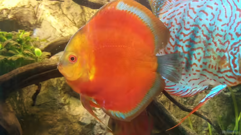 Besatz im Aquarium Becken 31764 von Oliver Boden (114)