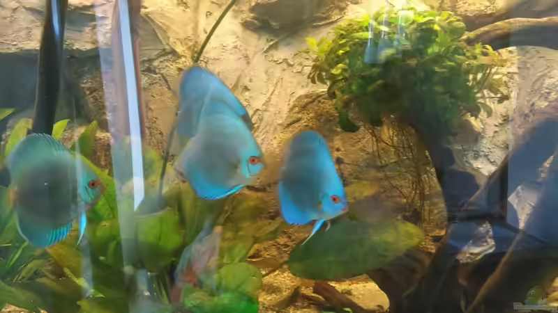 Besatz im Aquarium Becken 31764 von Oliver Boden (115)