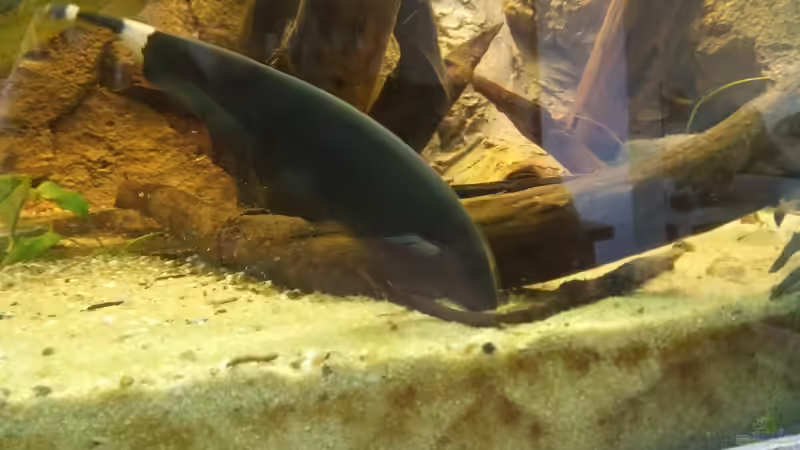 Besatz im Aquarium Becken 31764 von Oliver Boden (116)