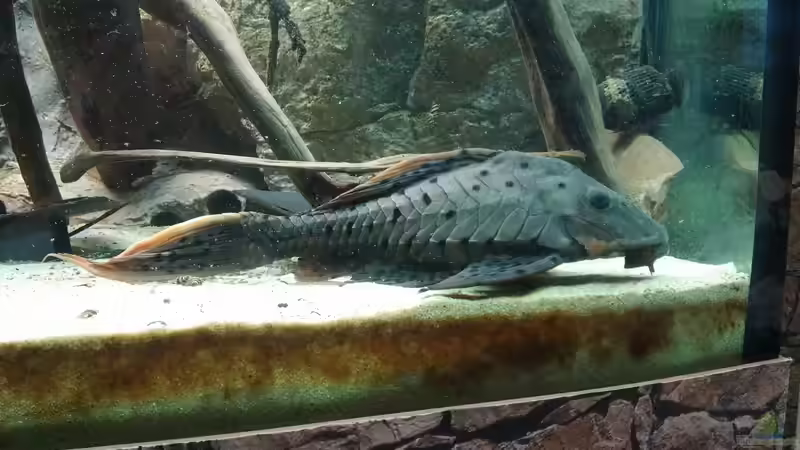 Besatz im Aquarium Becken 31764 von Oliver Boden (117)