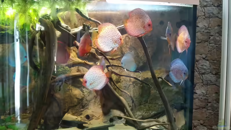 Besatz im Aquarium Becken 31764 von Oliver Boden (118)