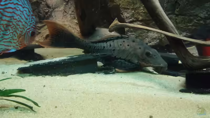 Besatz im Aquarium Becken 31764 von Oliver Boden (119)
