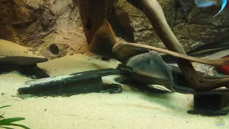 Besatz im Aquarium Becken 31764 von Oliver Boden (120)