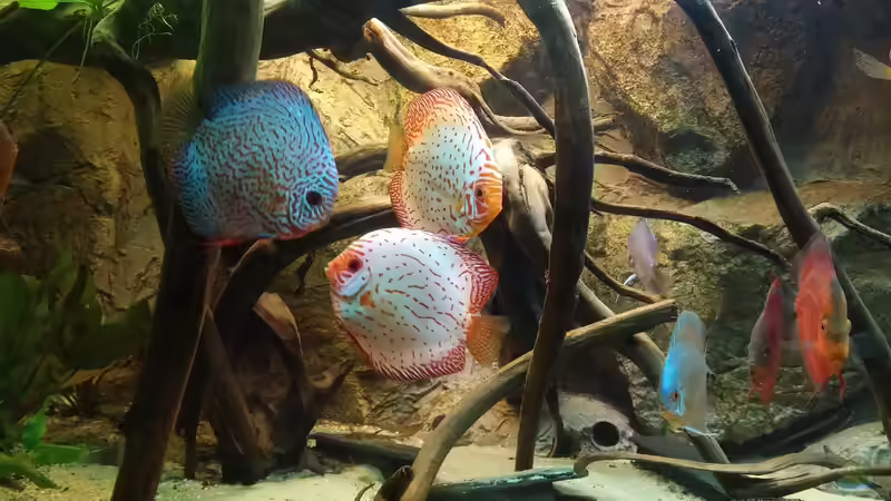 Besatz im Aquarium Becken 31764 von Oliver Boden (121)