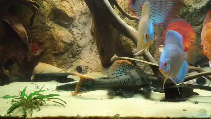 Besatz im Aquarium Becken 31764 von Oliver Boden (123)