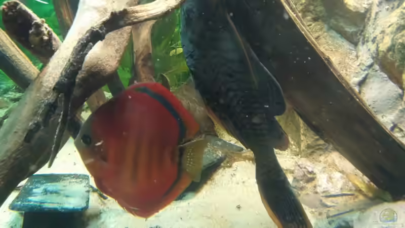 Besatz im Aquarium Becken 31764 von Oliver Boden (124)