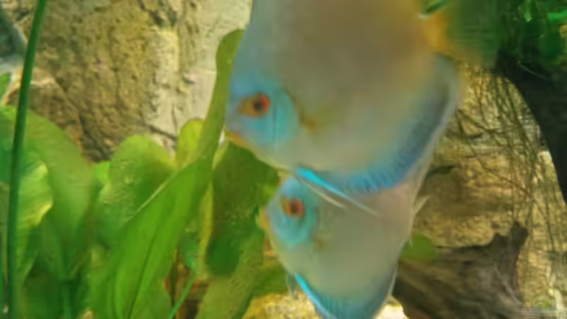 Besatz im Aquarium Becken 31764 von Oliver Boden (125)