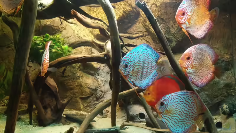 Besatz im Aquarium Becken 31764 von Oliver Boden (127)