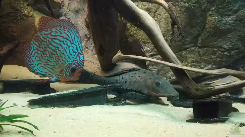 Besatz im Aquarium Becken 31764 von Oliver Boden (129)
