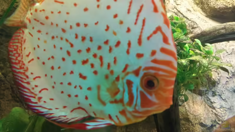 Besatz im Aquarium Becken 31764 von Oliver Boden (130)