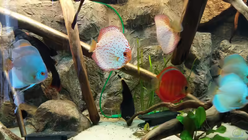 Besatz im Aquarium Becken 31764 von Oliver Boden (131)