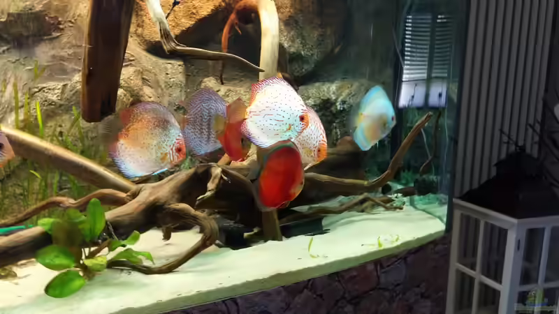 Besatz im Aquarium Becken 31764 von Oliver Boden (132)