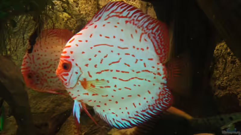 Besatz im Aquarium Becken 31764 von Oliver Boden (133)