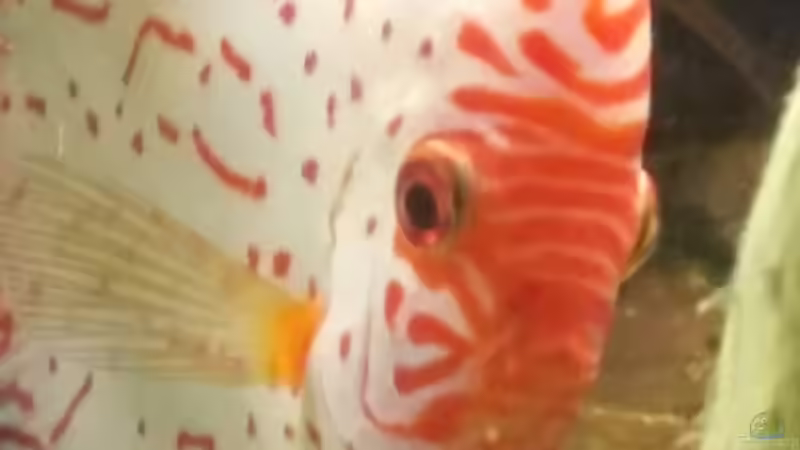 Besatz im Aquarium Becken 31764 von Oliver Boden (135)