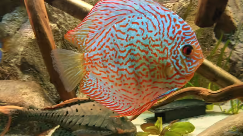 Besatz im Aquarium Becken 31764 von Oliver Boden (136)