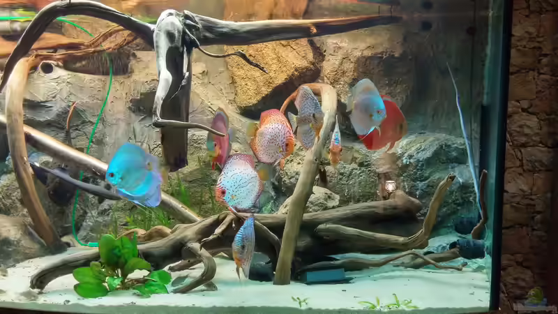 Besatz im Aquarium Becken 31764 von Oliver Boden (137)