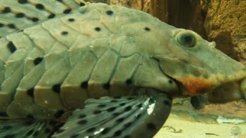 Besatz im Aquarium Becken 31764 von Oliver Boden (138)