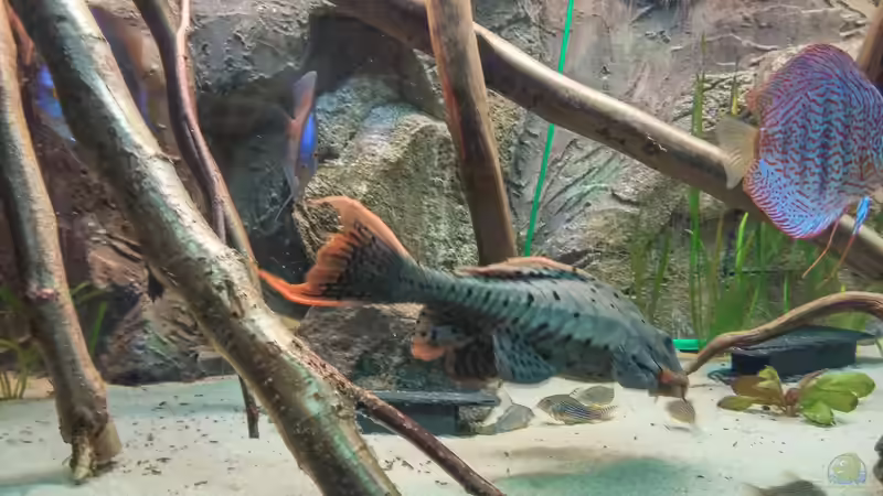 Besatz im Aquarium Becken 31764 von Oliver Boden (140)