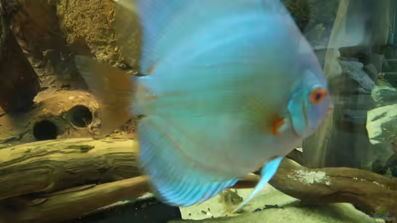 Besatz im Aquarium Becken 31764 von Oliver Boden (141)