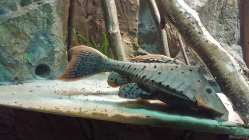 Besatz im Aquarium Becken 31764 von Oliver Boden (142)