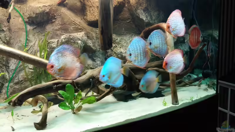 Besatz im Aquarium Becken 31764 von Oliver Boden (143)