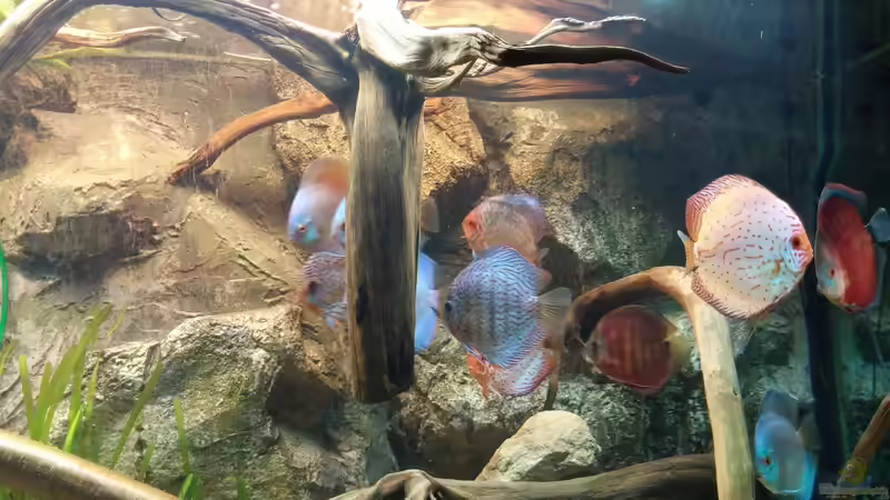 Besatz im Aquarium Becken 31764 von Oliver Boden (144)