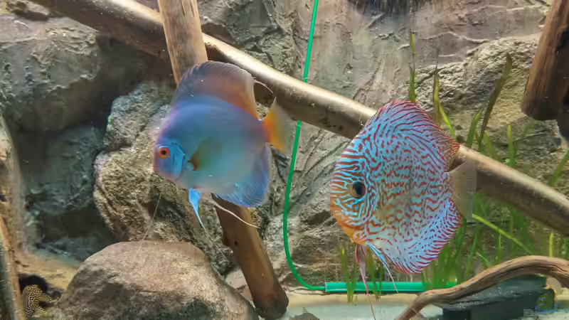 Besatz im Aquarium Becken 31764 von Oliver Boden (145)