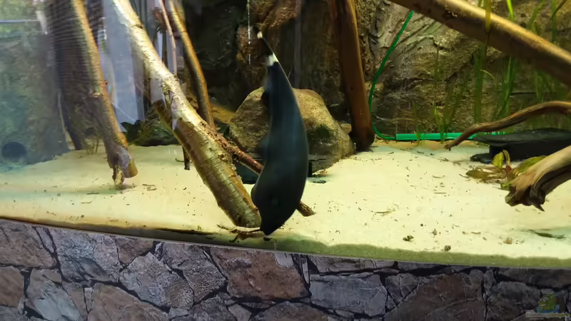 Besatz im Aquarium Becken 31764 von Oliver Boden (147)