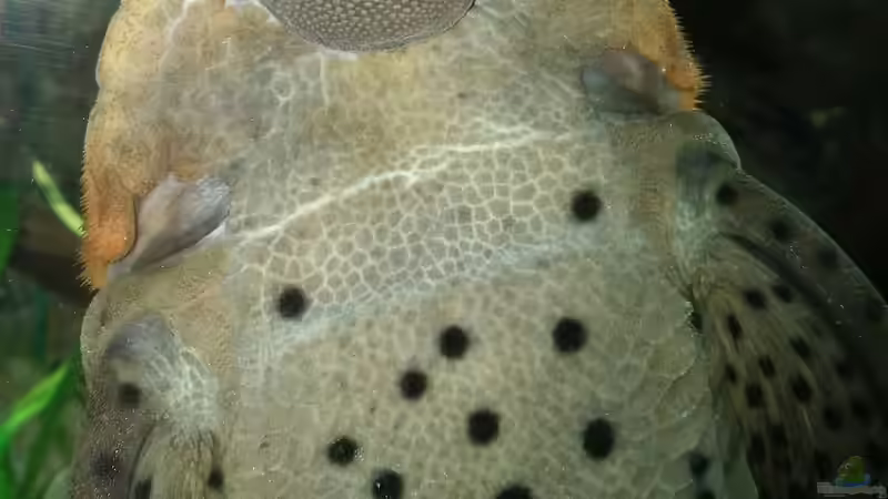 Besatz im Aquarium Becken 31764 von Oliver Boden (148)