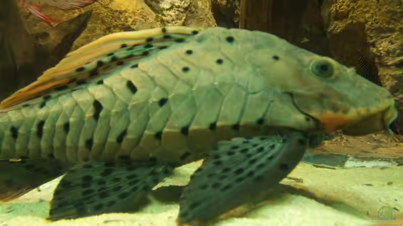 Besatz im Aquarium Becken 31764 von Oliver Boden (149)