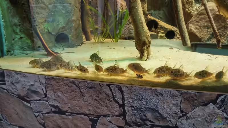 Besatz im Aquarium Becken 31764 von Oliver Boden (150)