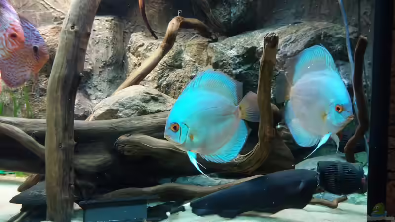 Besatz im Aquarium Becken 31764 von Oliver Boden (152)