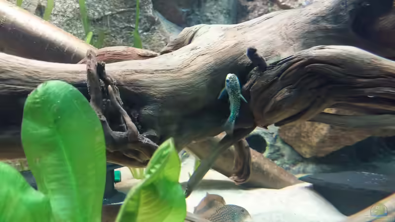 Besatz im Aquarium Becken 31764 von Oliver Boden (153)