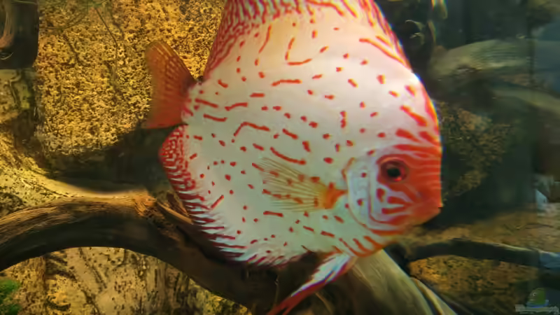 Besatz im Aquarium Becken 31764 von Oliver Boden (154)