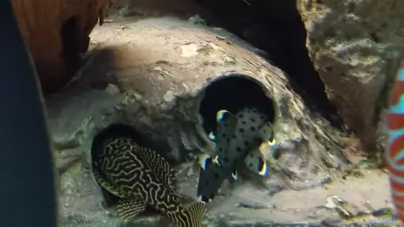 Besatz im Aquarium Becken 31764 von Oliver Boden (155)