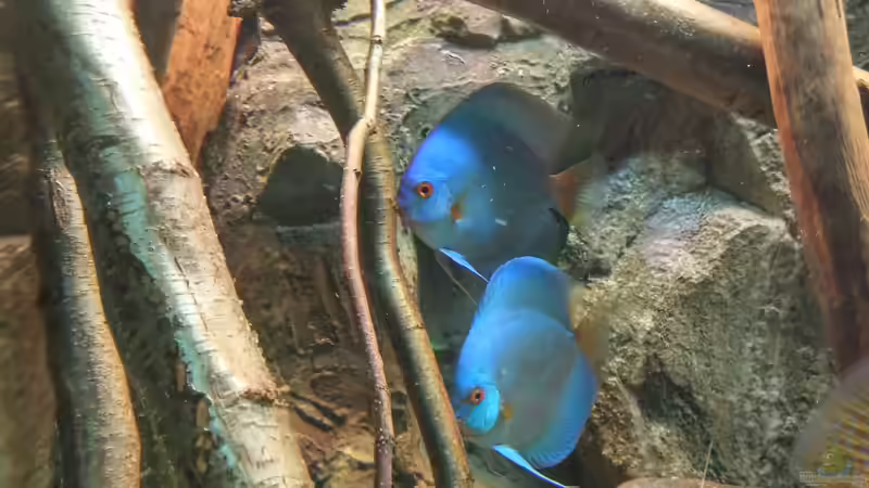 Besatz im Aquarium Becken 31764 von Oliver Boden (156)
